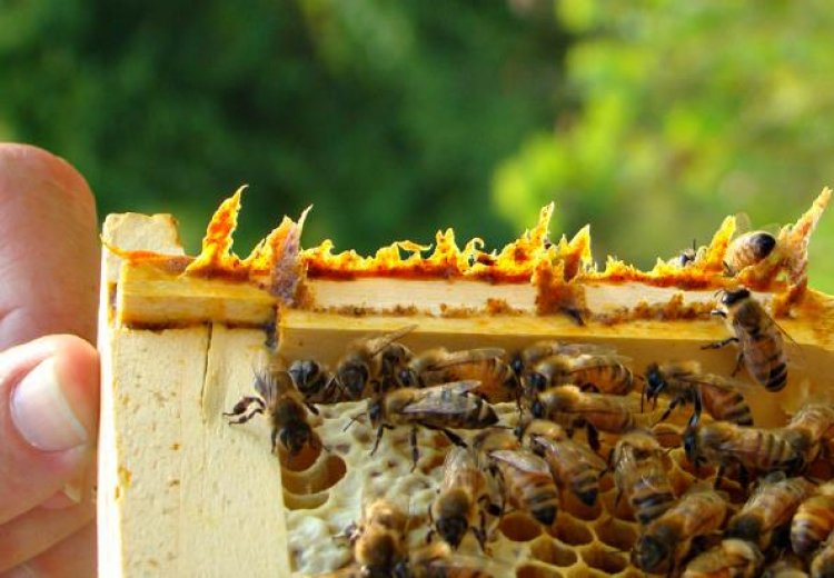 Propolis nedir. faydaları nelerdir