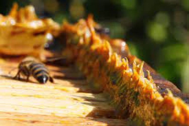 Propolis Nedir