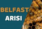 Belfast Arı Irkı Özellikleri