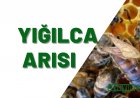 Yığılca Arı Irkı  Özellikleri