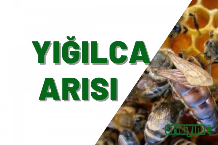 Yığılca Arı Irkı  Özellikleri