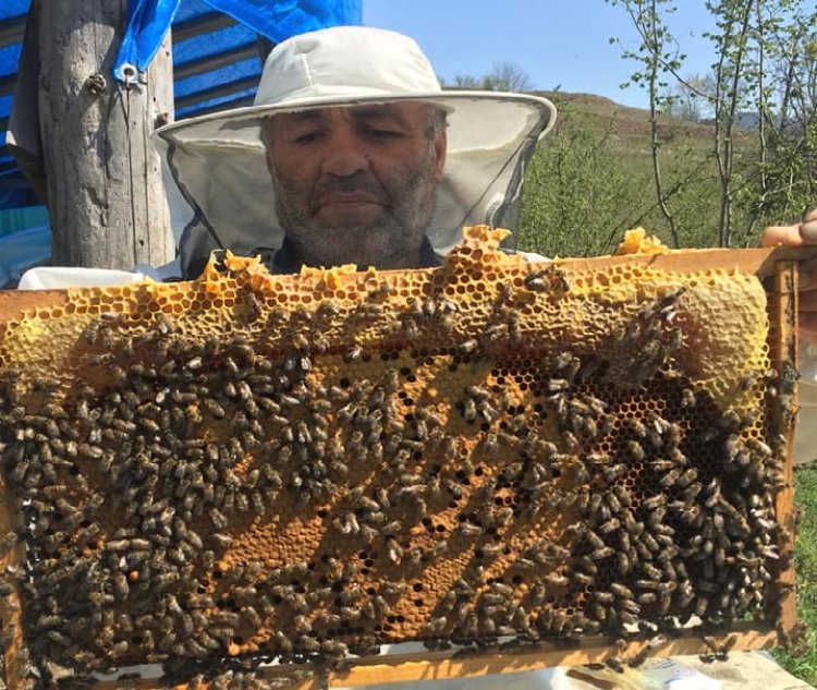 Yığılca Arı Irkı  Özellikleri