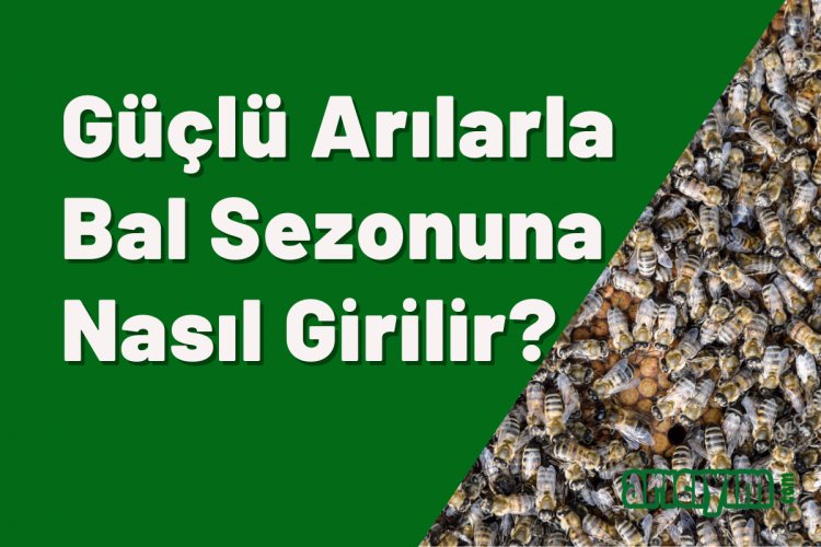 Güçlü Arılar ile Bal Sezonuna Girmek için Püf Noktalar