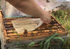 Arılarda İlkbahar Beslemesinin Önemi?