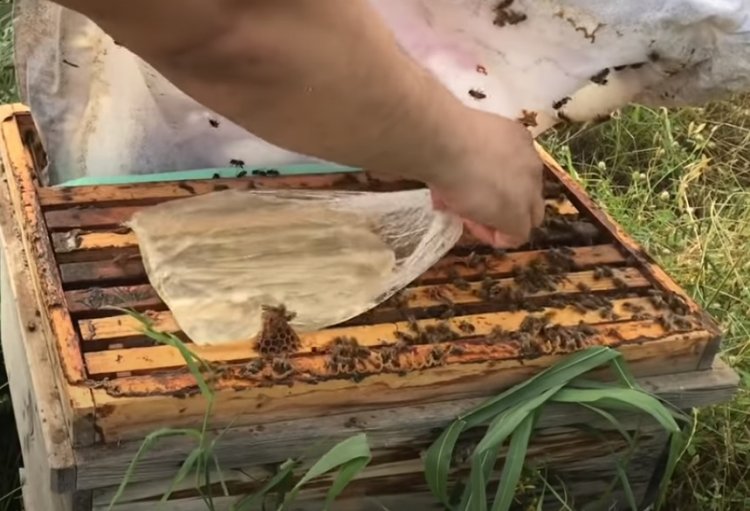 Arılarda İlkbahar Beslemesinin Önemi?