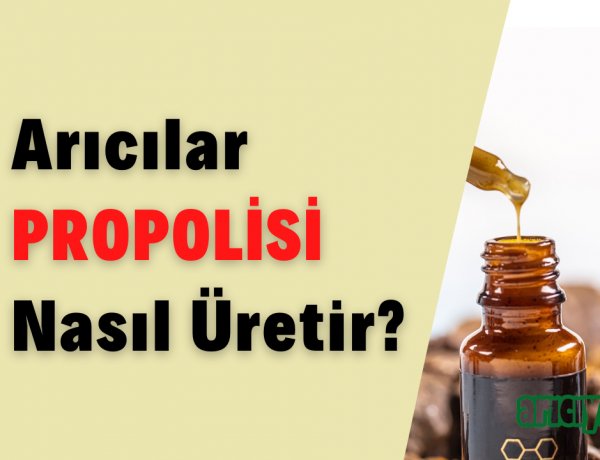 Propolis Nedir, Nasıl Üretilir? Faydaları, İçeriği ve Üretim Teknikleri