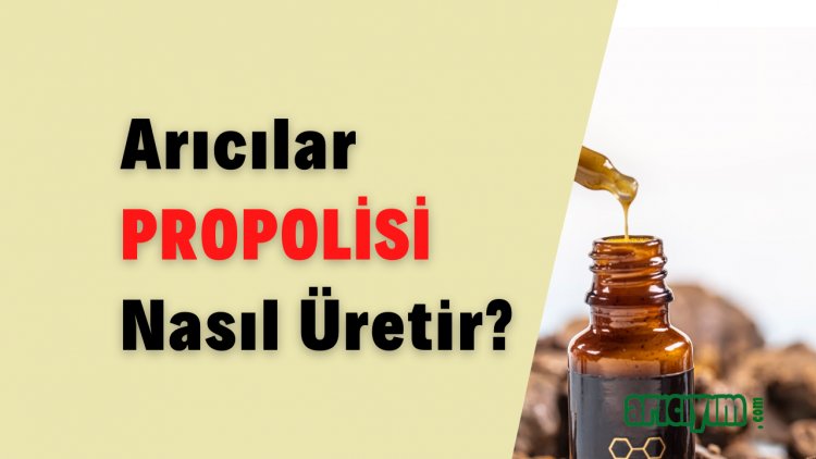 Propolis Nedir, Nasıl Üretilir? Faydaları, İçeriği ve Üretim Teknikleri