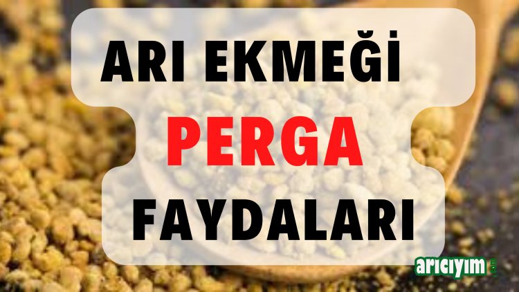 Arı Ekmeği (Perga) Nedir? Faydaları, Kullanımı ve Merak Edilenler