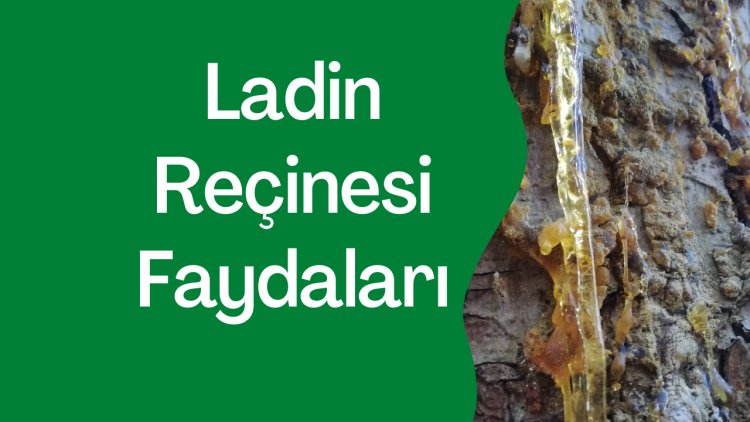 LADİN REÇİNESİ FAYDALARI