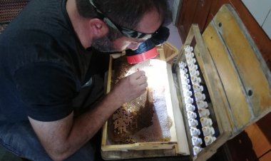 İdeal Kraliçe Arılarla Çalışın: Arıcılığınızı Zirveye Taşıyın!