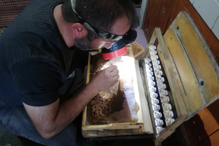 İdeal Kraliçe Arılarla Çalışın: Arıcılığınızı Zirveye Taşıyın!